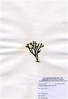 藏品(臺灣松藻)的圖片